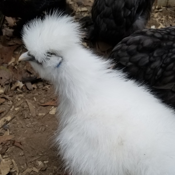 Meet your Posher, Impurrfectly pawsome heart - Picture 8 of 8